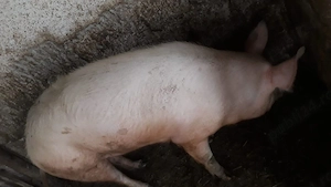 Vând vier garantat pentru monta