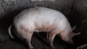 Vând vier garantat pentru monta - imagine 2