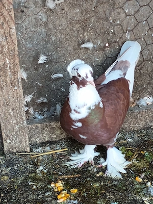 Vând porumbei standard argintiu și jucători  - imagine 3