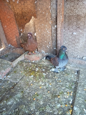 Vând porumbei standard argintiu și jucători  - imagine 5