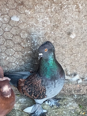 Vând porumbei standard argintiu și jucători  - imagine 4