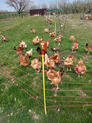 gaini de casa - imagine 4