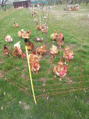 gaini de casa - imagine 5