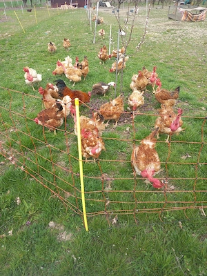 gaini de casa - imagine 3