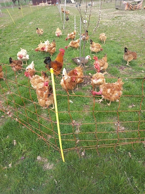 gaini de casa - imagine 2