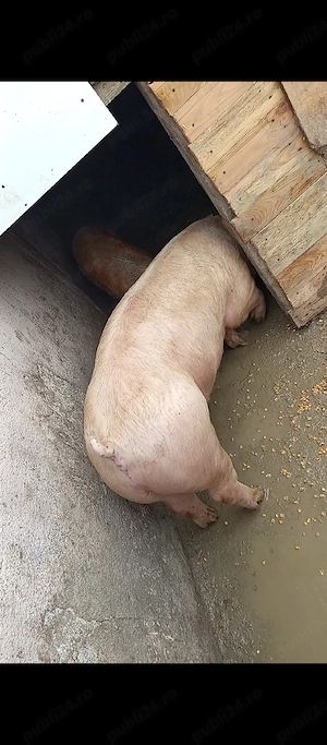 porc de paste  - imagine 2