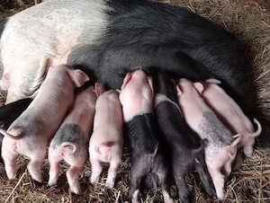 De vânzare scroafă cu 9 purceii 