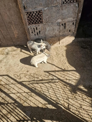 Vand URGENT mangalița cu 3 purcei - imagine 3