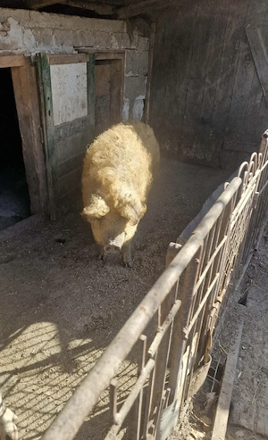 Vand URGENT mangalița cu 3 purcei - imagine 5