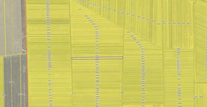 URGENT! Teren arabil 8 200 mp Nănești Vrancea   preț bun   negociabil