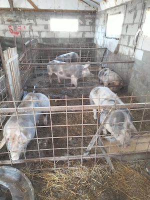 porci de vânzare pietrean  - imagine 5