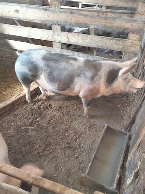 porci de vânzare pietrean  - imagine 3