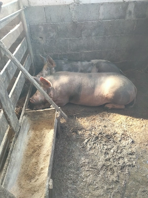 porci de vânzare pietrean  - imagine 4