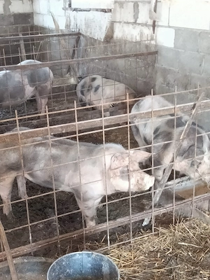 porci de vânzare pietrean  - imagine 2