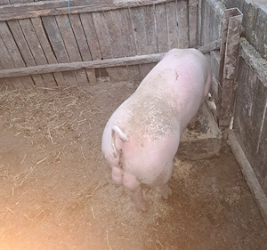Porc de vanzare 