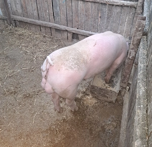 Porc de vanzare  - imagine 5