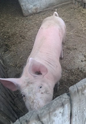 Porc de vanzare  - imagine 4