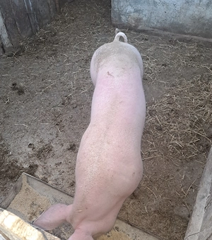 Porc de vanzare  - imagine 2