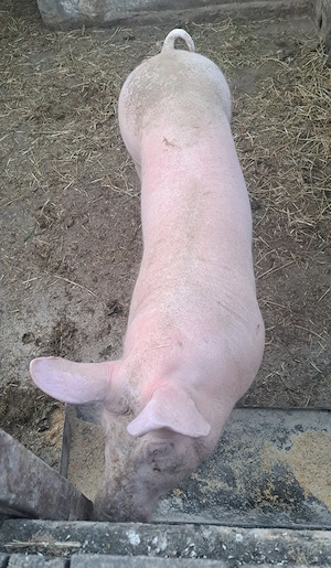 Porc de vanzare  - imagine 3