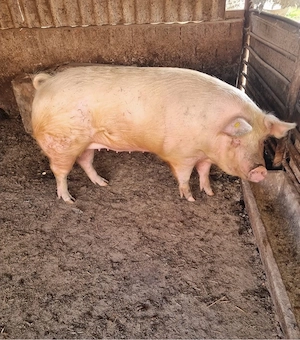 Porc Mare  - imagine 2