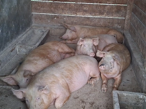 vând porci 85-90 kg