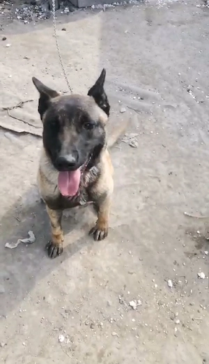 Ciobănesc German - imagine 4