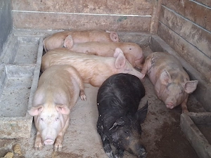 vând porci 70-75  kg