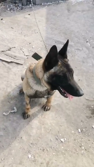 Ciobănesc German - imagine 5