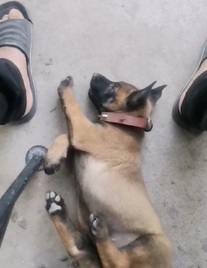 Ciobănesc German - imagine 2