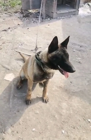 Ciobănesc German - imagine 3