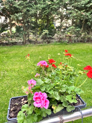 Casa individuala 4 camere  Balotesti Good Afternoon Residence - imagine 19