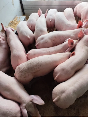 vand purcei de carne  - imagine 2