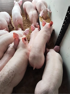 vand purcei de carne  - imagine 4