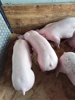 vand purcei de carne  - imagine 5