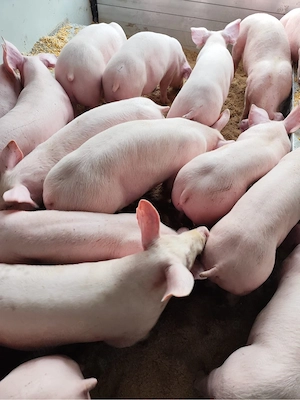 vand purcei de carne  - imagine 3