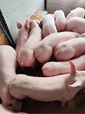 vand purcei de carne 