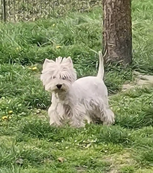 Femela westie 7luni
