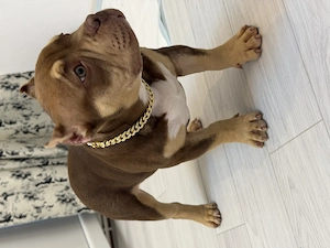 American bully pocket - imagine 2