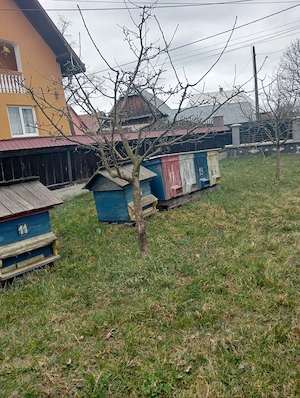 Vând 5 familii de albine 