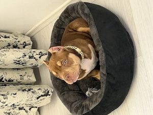 American bully pocket - imagine 3