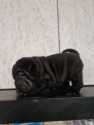 Pui Shar Pei - imagine 2