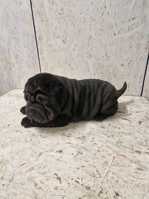 Pui Shar Pei - imagine 3