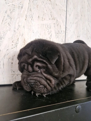 Pui Shar Pei - imagine 4