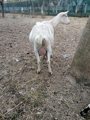 capră sannen cu două ieduțe  in Chișoda, 