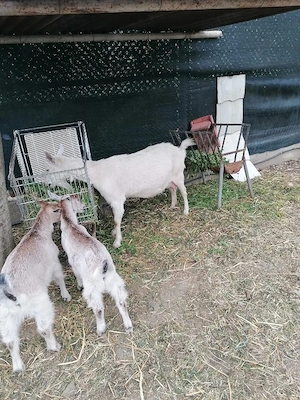 capră Saanen bună de lapte