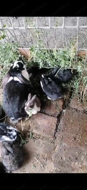 iepurași si iepuroaicain Chișoda  - imagine 2