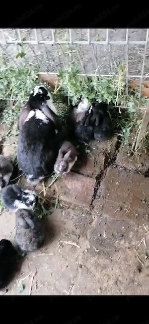 iepurași si iepuroaicain Chișoda 