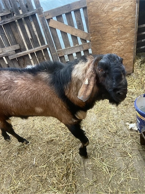 tap anglo nubian  - imagine 3