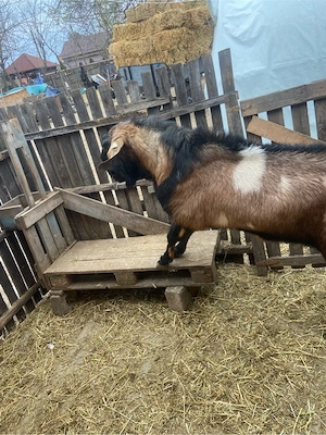 tap anglo nubian  - imagine 4