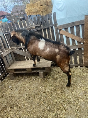 tap anglo nubian  - imagine 5